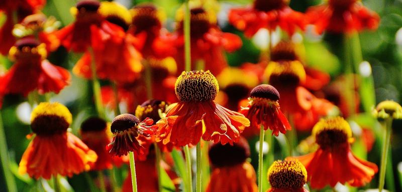 Orange Coneflower