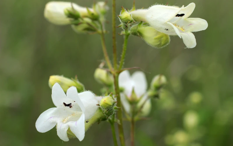 Penstemon digitalis or Foxglove Beardtongue, white beardtongue