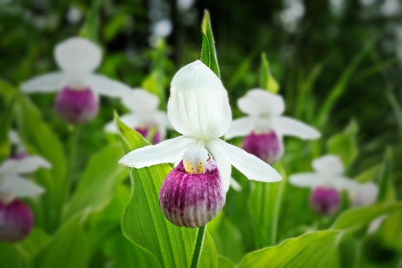 Pink Lady’s Slippers