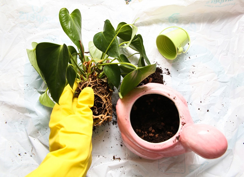 Planting Anthurium in pot