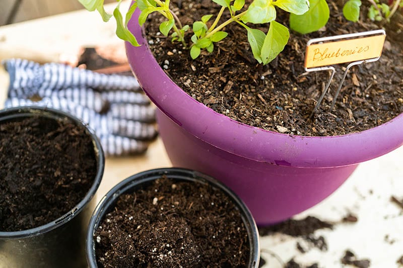 How to Make Potting Soil for Blueberries 4 Simple Steps House Grail