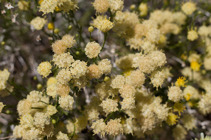 Rayless Goldenhead Acamptopappus Sphaerocephalus