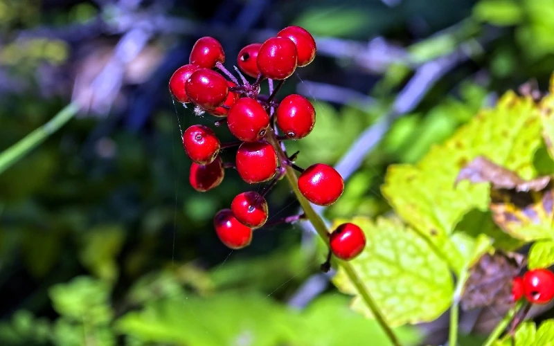 Red Baneberry (Actaea rubra)