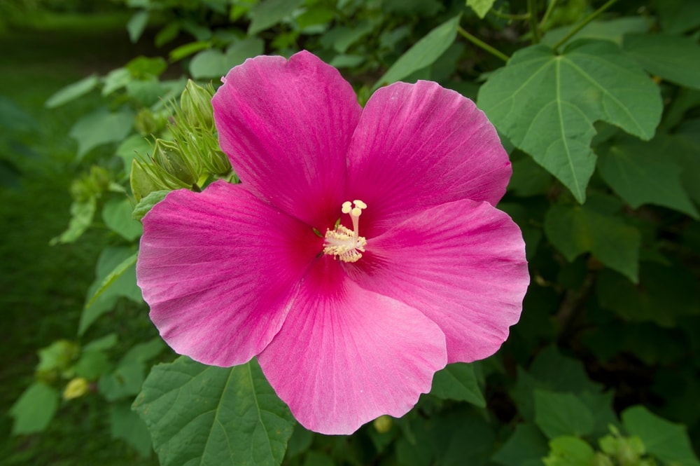 Rosemallow