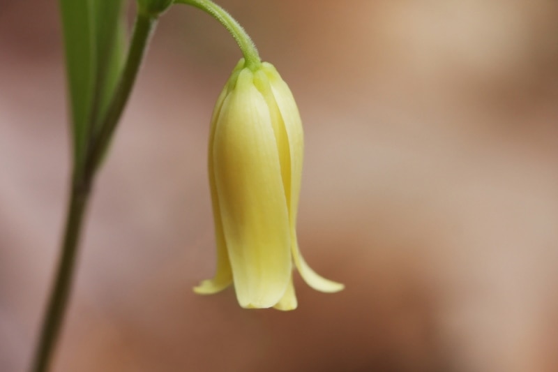 Sessile-leaf Bell0wort flower