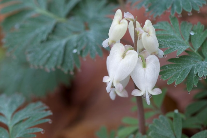 Squirrel corn plant with flowers