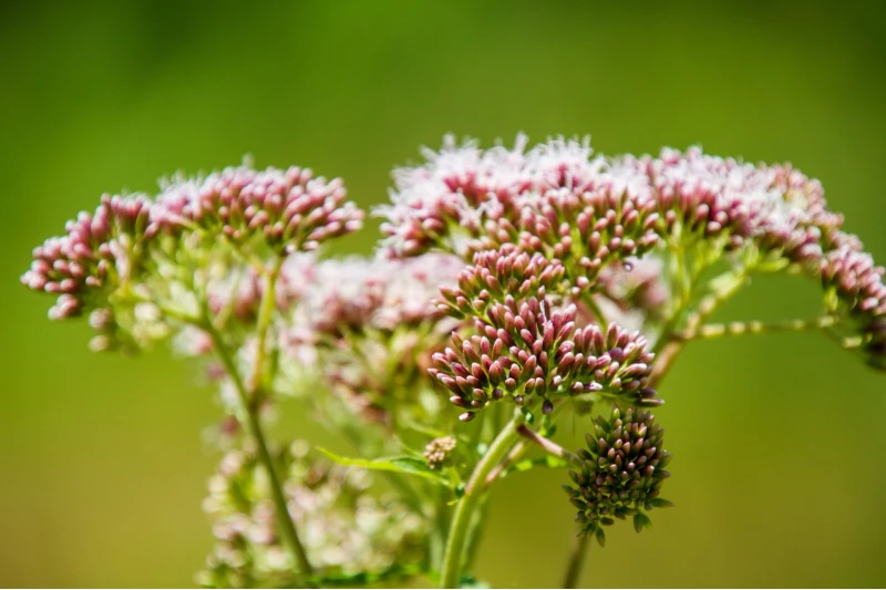 Swamp Milkweed (Asclepias incarnata)