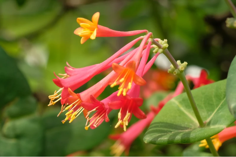 Trumpet or Coral Honeysuckle (Lonicera sempervirens)