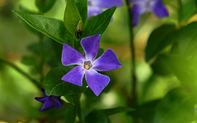 Vinca minor or Periwinkle