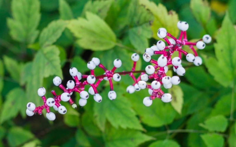 White Baneberry or doll's eyes (Actaea pachypoda)