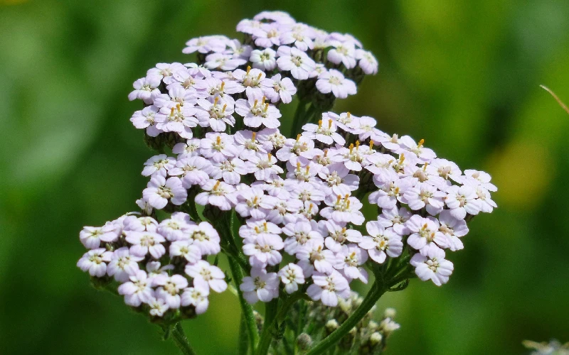 Yarrow (Achillea millefolium)