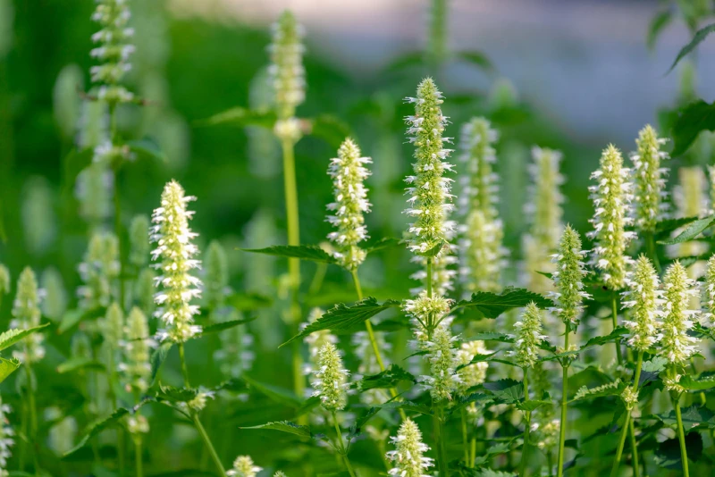 Yellow Giant Hyssop (Agastache nepetoides)