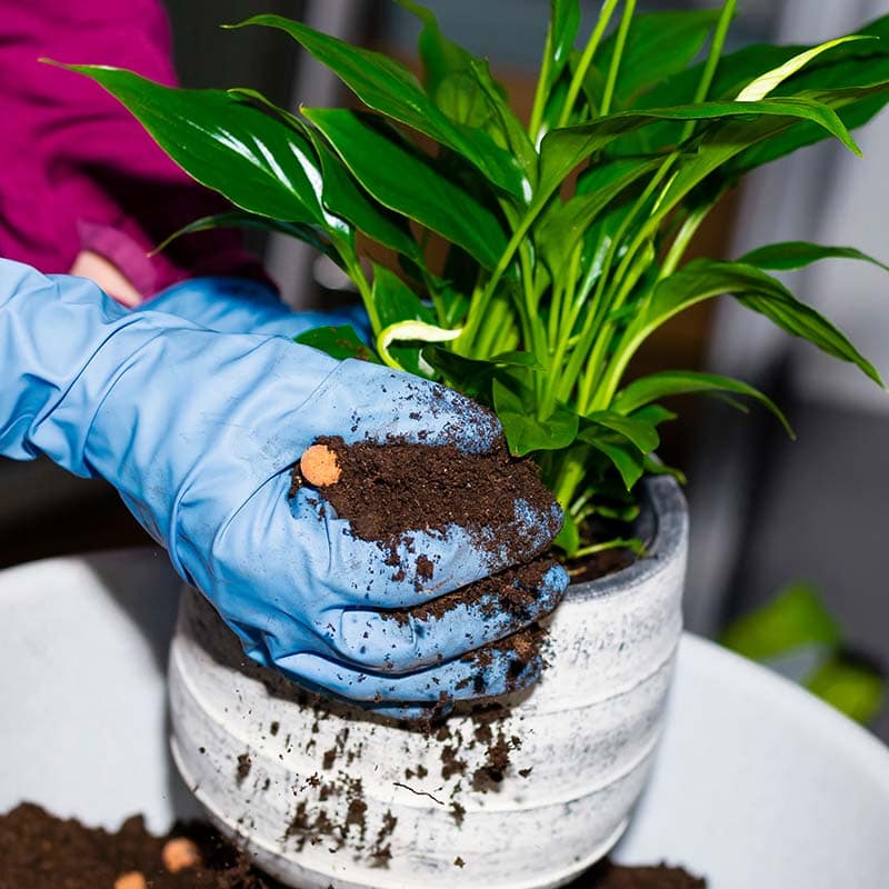 Do Peace Lilies Like to Be Root Bound? 5 Repotting Tips | House Grail