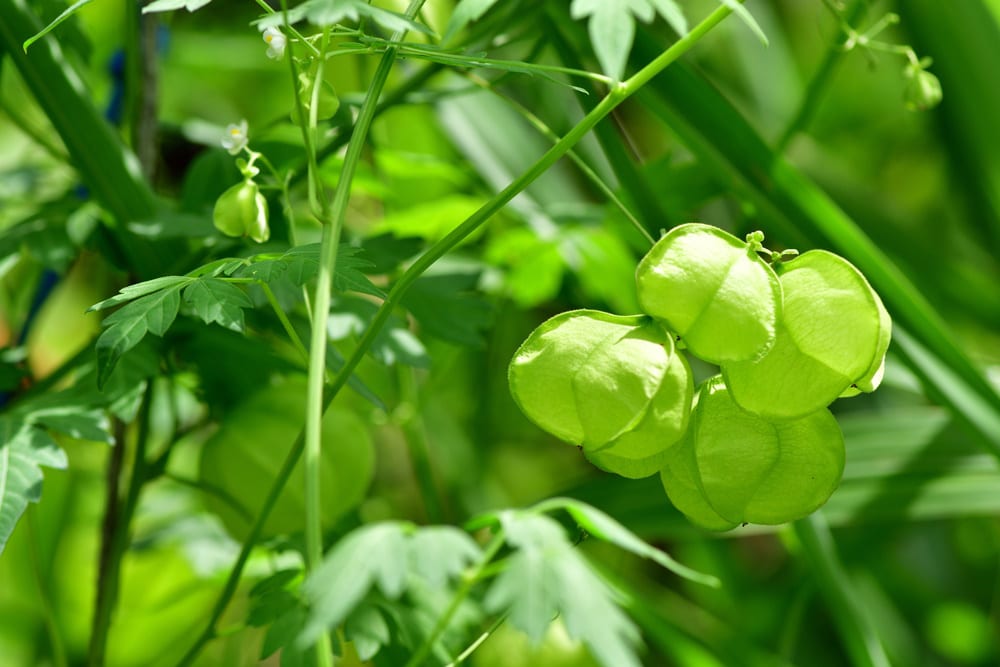 ballon-vine