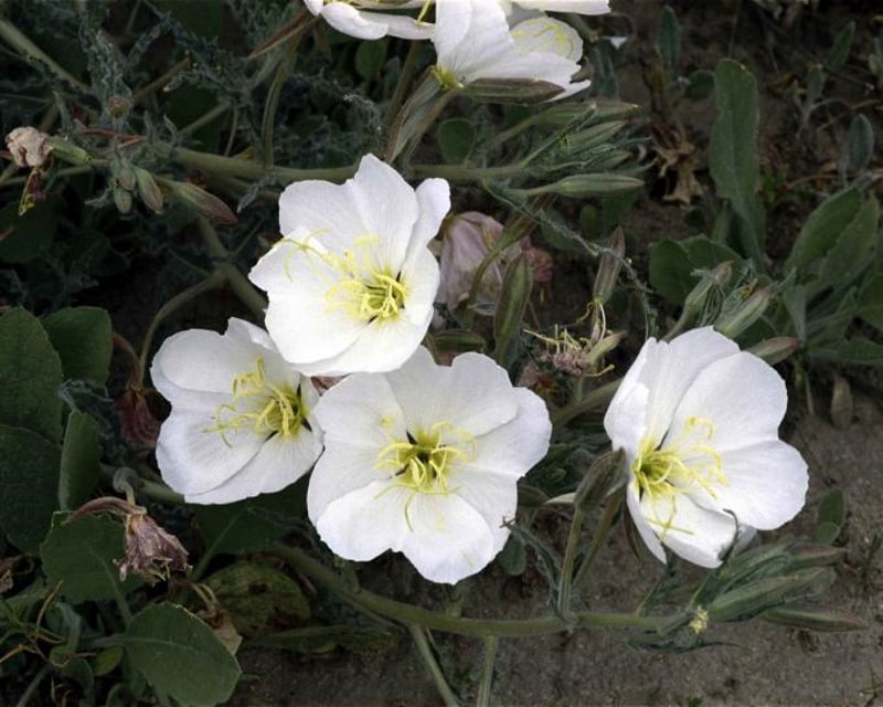 desert primrose
