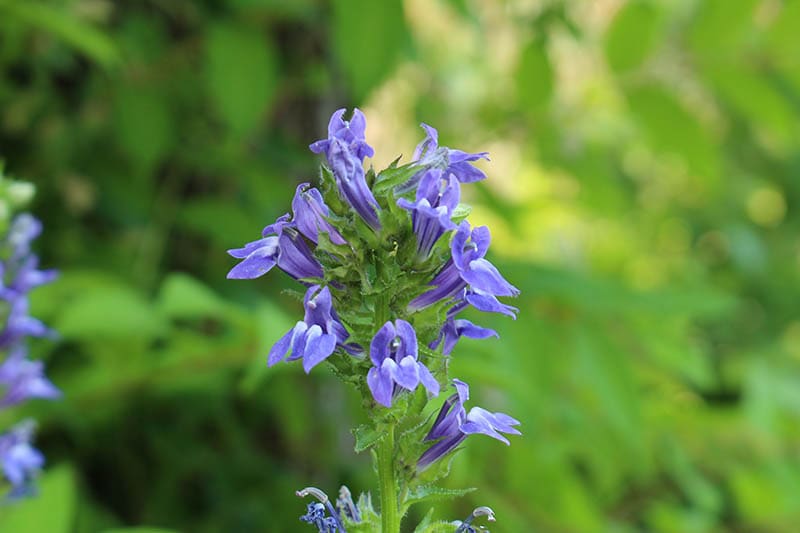 Great Blue Lobelia flowers