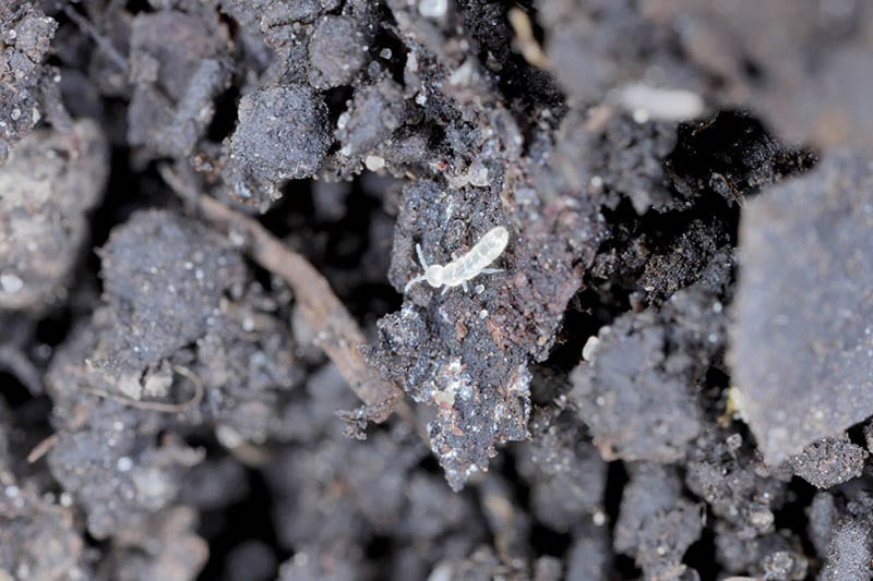 How To Get Rid Of Bugs In Potting Soil Everything You Want To Know   Pests On Potting Soil Tomasz Klejdysz Shutterstock 