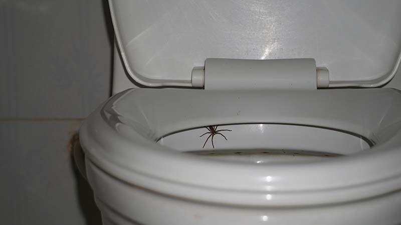 Can a Spider Get in Your Toilet? When To Worry & Prevention Tips ...