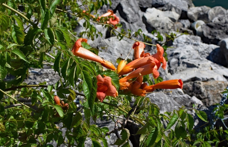 trumpet creeper flowers