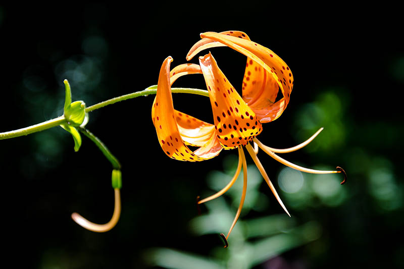 Turk's-cap Lily up close