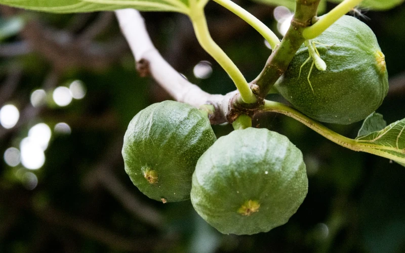 how-to-root-fig-cuttings-simplest-method-youtube