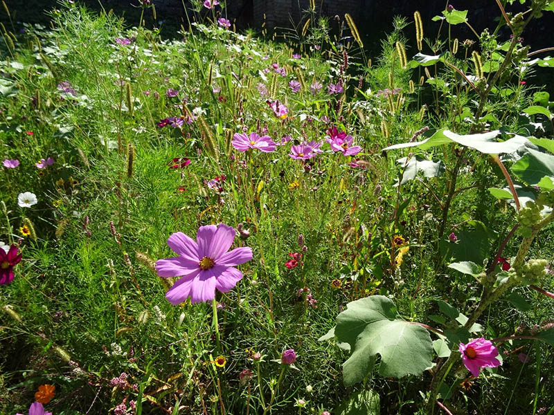 variety of wildflowers