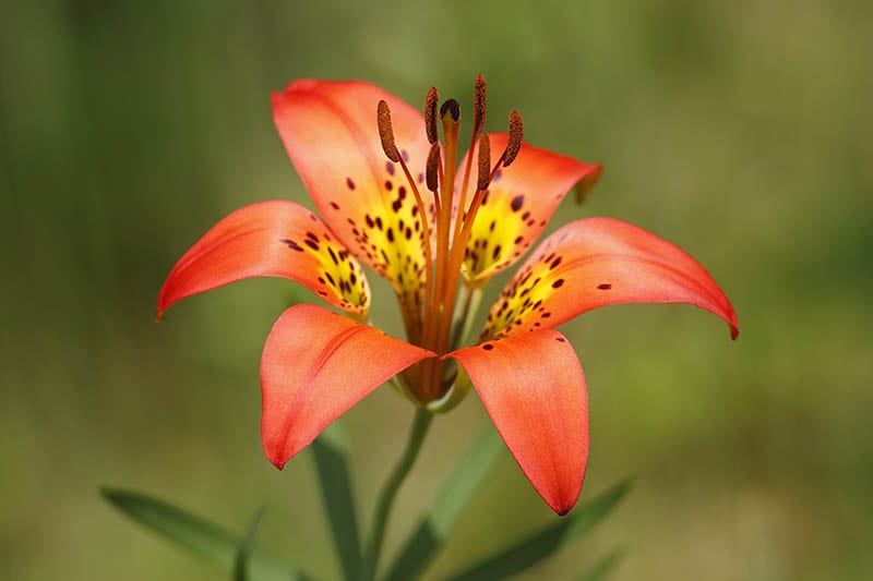 Wood Lily close up