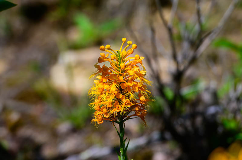 Yellow Fringed Orchid blooms