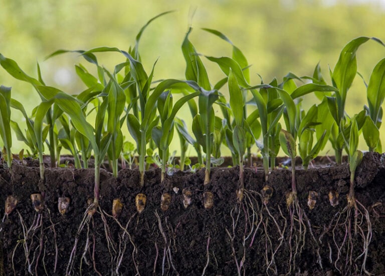 How Deep Do Corn Roots Grow? The Interesting Answer House Grail