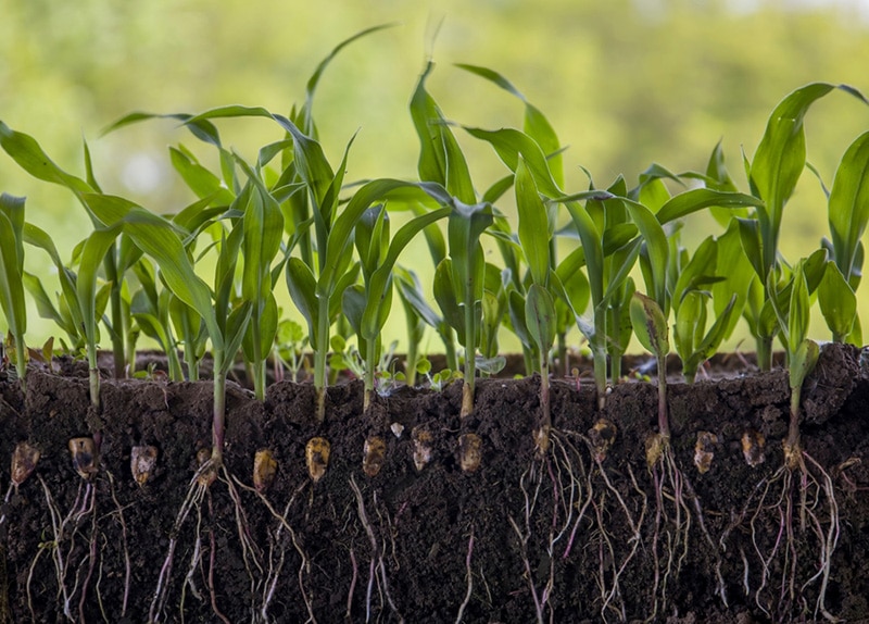 how-deep-do-corn-roots-grow-the-interesting-answer-house-grail