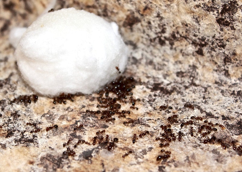 Ant Trap with Boric Acid