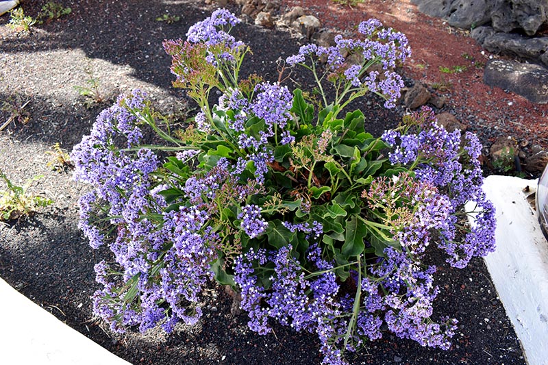 15 Plants That Can Grow In Sand With Pictures House Grail   Big Plant Of Wavyleaf Sea Lavender Burning Bright Shutterstock 