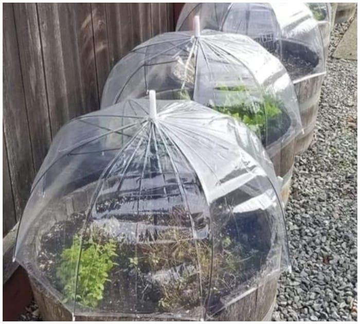 DIY Mini Greenhouse