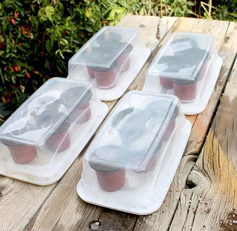 DIY Mini Greenhouse