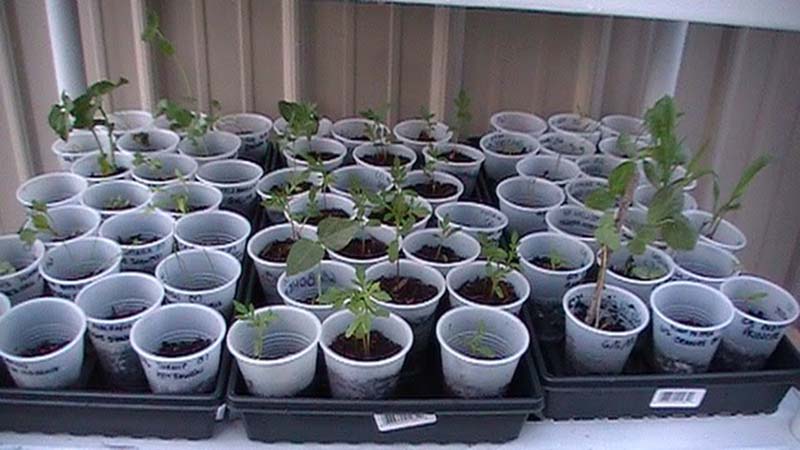 DIY Mini Greenhouse