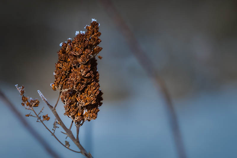 DORMANT BROWN BUTTERFLY BUSH