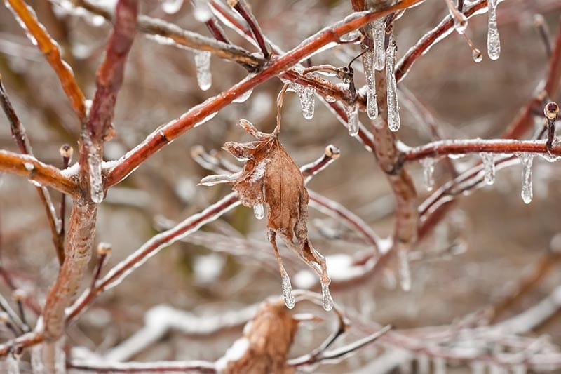 Is My Japanese Maple Dead (5 Signs to Look For) House Grail