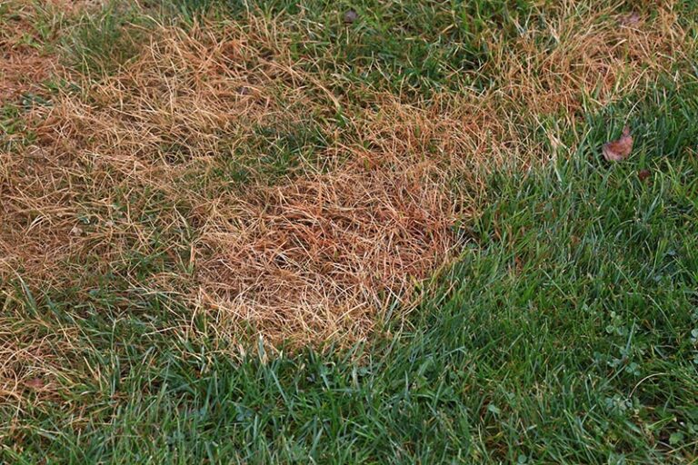 6 Types Of Lawn Diseases With Pictures House Grail drawpics-ru