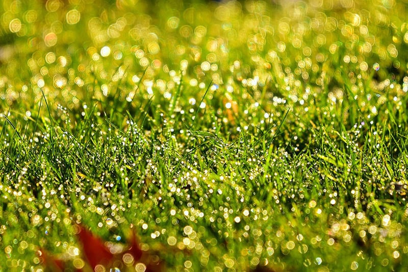 Moist grass ground