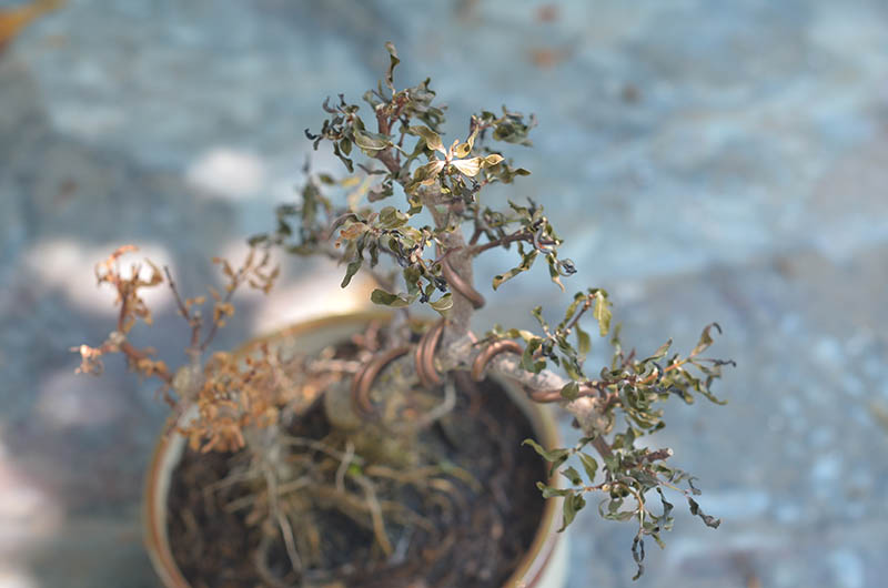 Is My Bonsai Tree Dead (6 Signs to Look For) House Grail