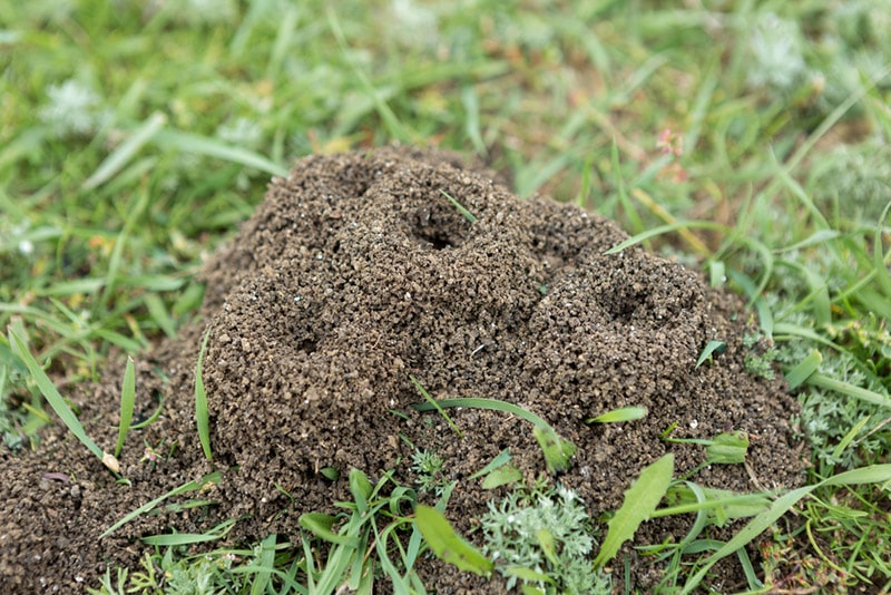 Why Are There So Many Ant Hills in My Yard (3 Likely Reasons) | House Grail