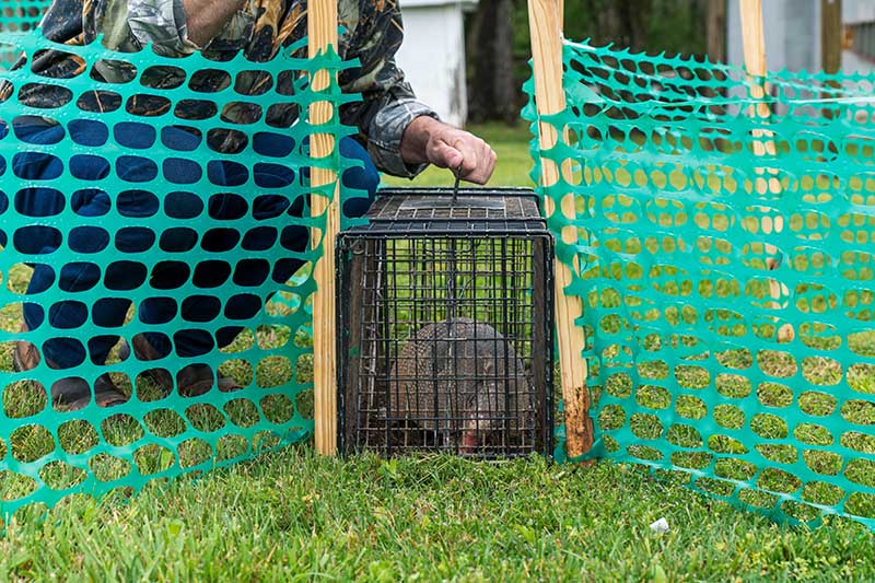 How To Get Rid Of Armadillos In Your Yard With 5 Simple Tips House Grail   Armadillo Trapped In A Live Trap Carl Banks Photography Shutterstock 