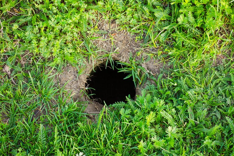 What Is Digging Holes in My Yard? 4 Clues to Find Out | House Grail