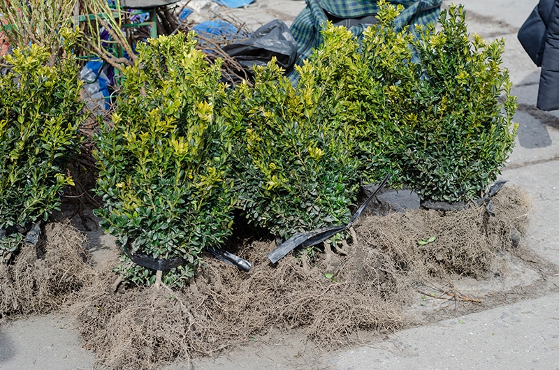 Boxwood seedlings with bare roots