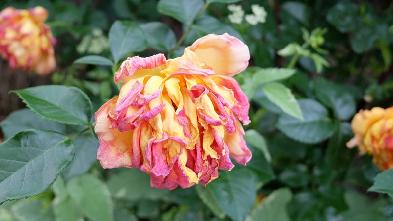 Is My Rose Bush Dead? (3 Critical Signs to Look For) | House Grail