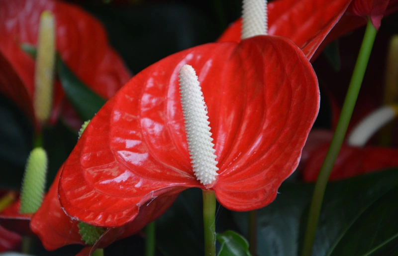 closeup of red anthurium andreanum flower