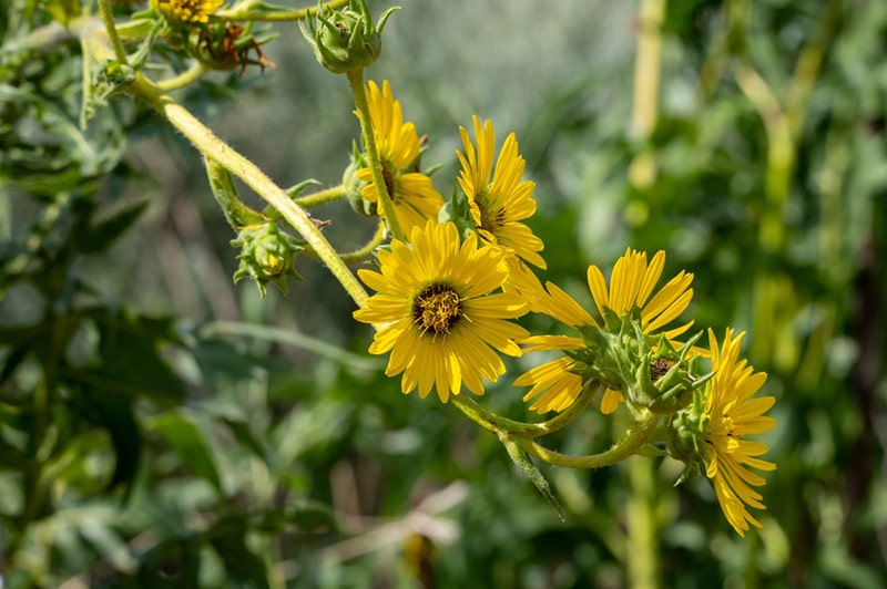 compass plant wildflowers