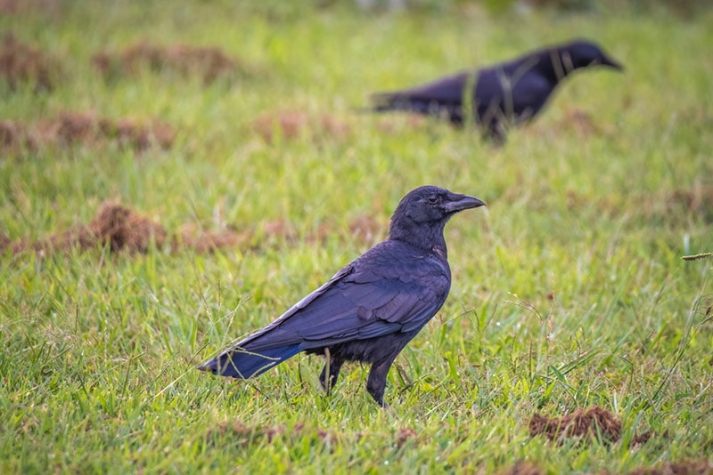 why-are-there-so-many-crows-in-my-yard-5-likely-reasons-house-grail