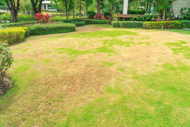 How to Tell If Grass Is Dead or Dormant (4 Signs & Expert Tips to Bring