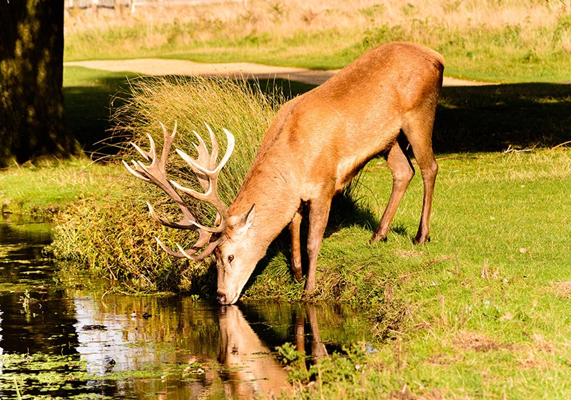 Why Do Deer Sleep in My Yard? 4 Likely Reasons House Grail